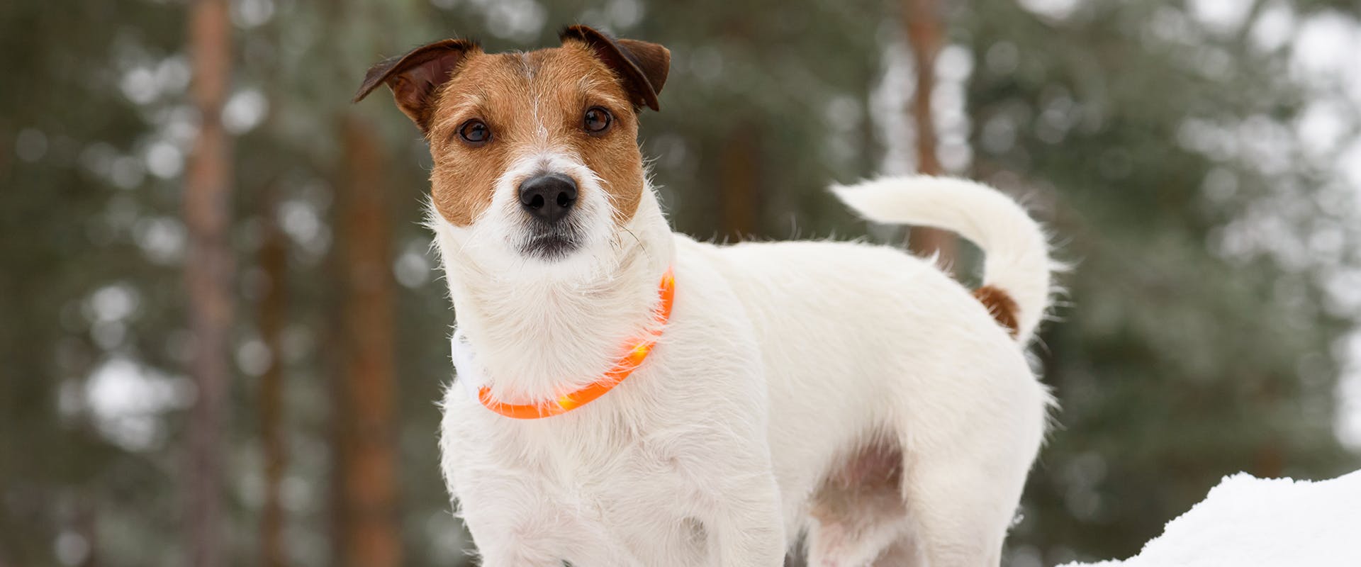 Best dog top safety light